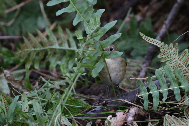 16 oktober 2016, Blauwstaart, Texel_02