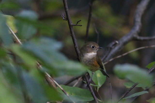 16 oktober 2016, Blauwstaart, Texel_03
