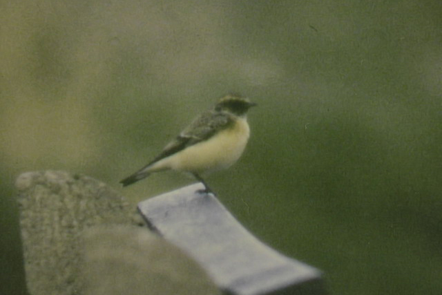 7 oktober 1990, Bonte Tapuit, Texel_Koen_Vogt