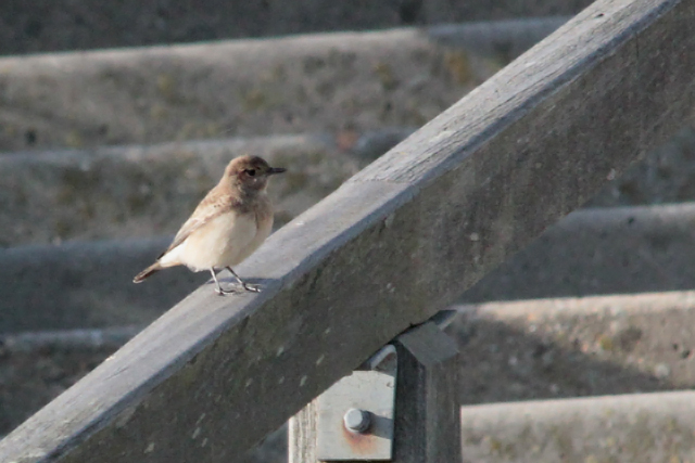 29 oktober 2010, Bonte Tapuit, Westkapelle