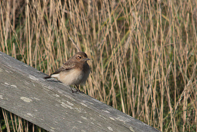 29 oktober 2010, Bonte Tapuit, Westkapelle_02