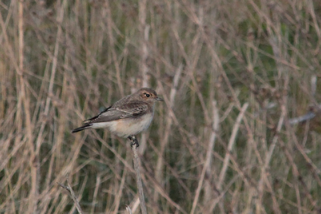 29 oktober 2010, Bonte Tapuit, Westkapelle_03