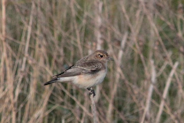 29 oktober 2010, Bonte Tapuit, Westkapelle_04