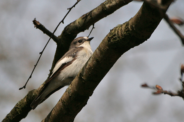 26 april 2008, Bonte Vliegenvanger, Dwingelderveld_01