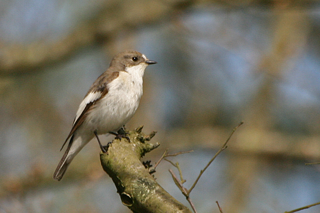 26 april 2008, Bonte Vliegenvanger, Dwingelderveld_02