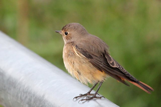 12 oktober 2013, Gekraagde roodstaart vrouw, Texel
