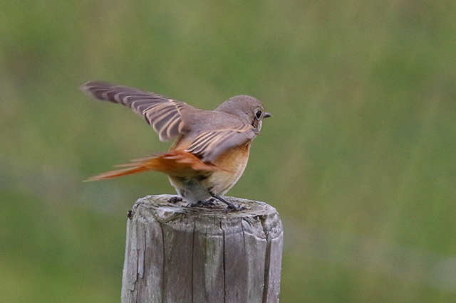 28 september 2015, Gekraagde Roodstaart spec-2, Eemshaven