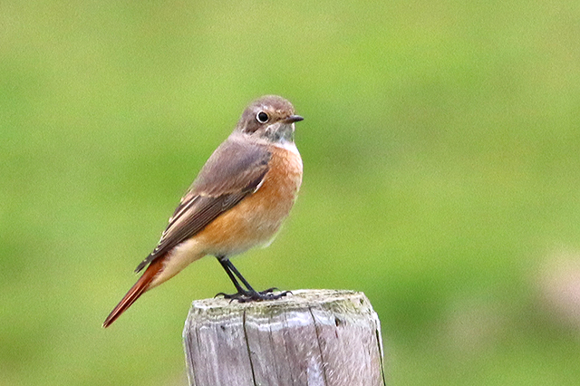 28 september 2015, Gekraagde Roodstaart spec-3, Eemshaven