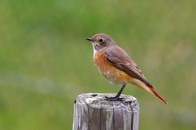 28 september 2015, Gekraagde Roodstaart spec-4, Eemshaven