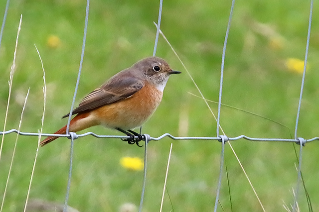 28 september 2015, Gekraagde Roodstaart spec-5, Eemshaven