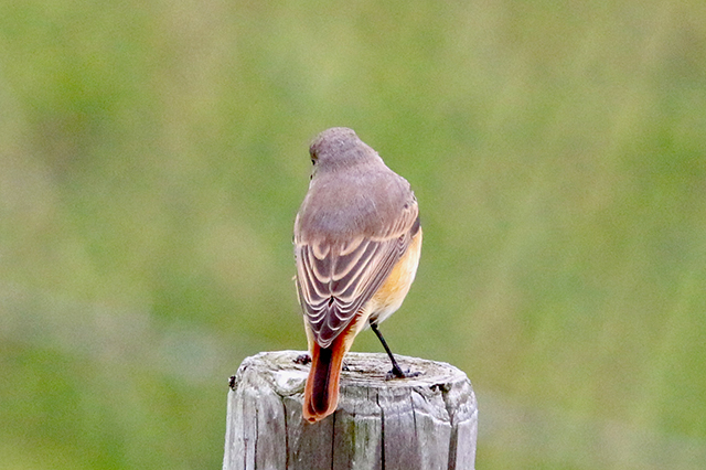28 september 2015, Gekraagde Roodstaart spec, Eemshaven