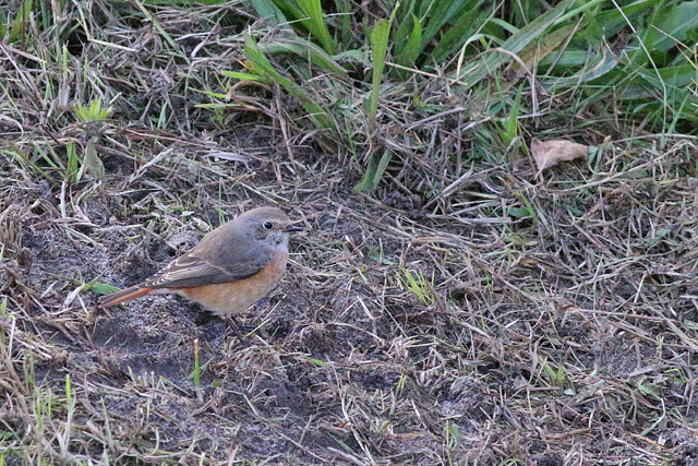 6 oktober 2019, Gekraagde, Roodstaart_Texel