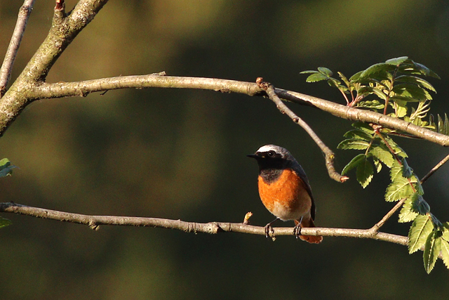 29 mei 2023, Gekraagde Roodstaart, Wateren