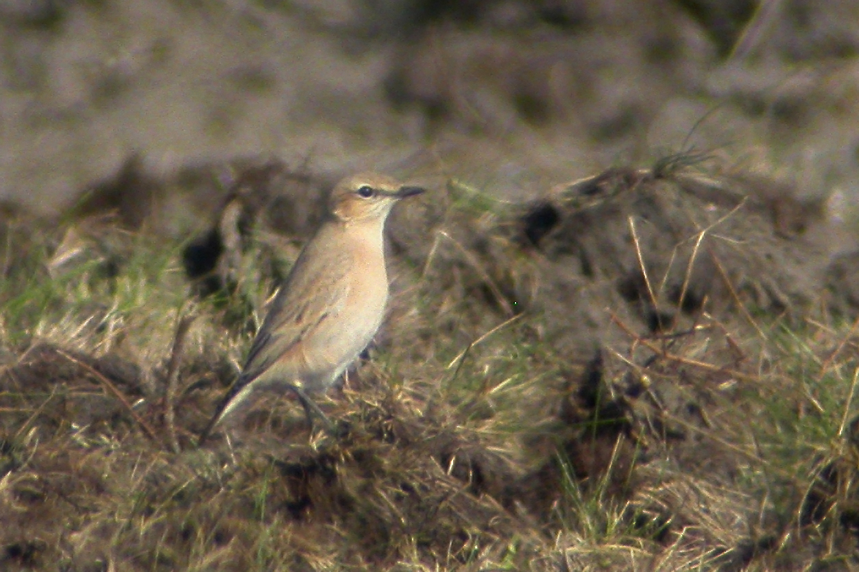 2 september 2006, Izabeltapuit, Eemshaven_01A