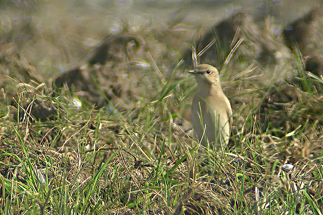 2 september 2006, Izabeltapuit, Eemshaven_03