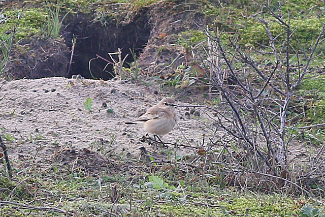 11 oktober 2020, Izabeltapuit, Texel_01