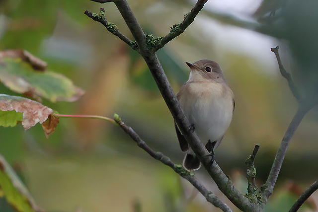 14 oktober 2014, Kleine vliegenvanger, Texel