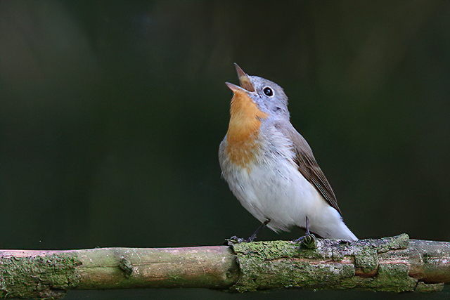 24 mei 2015, Kleine, Vliegenvanger_Schoonloo