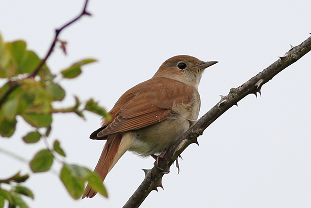 1 mei 2017, Nachtegaal, Texel_01