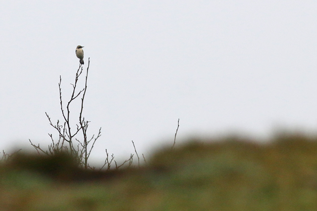 15 april 2018, Oostelijke Blonde Tapuit, Texel_01