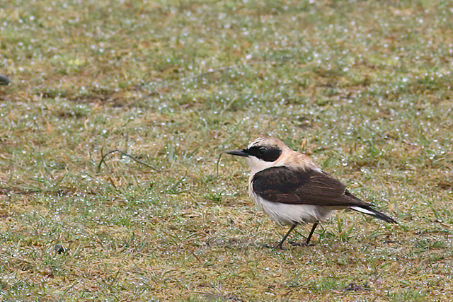 20180415 Oostelijke Blonde Tapuit Texel 03