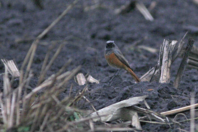 8 november 2012, Oosterse Zwarte Roodstaart, Rolde