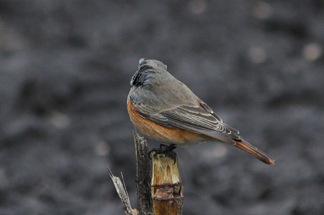 8 november 2012, Oosterse Zwarte Roodstaart, Rolde_2