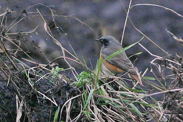 8 november 2012, Oosterse Zwarte Roodstaart, Rolde_5