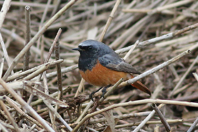 11 februari 2018, Oosterse Zwarte Roodstaart, Nieuwe Statenzijl_02