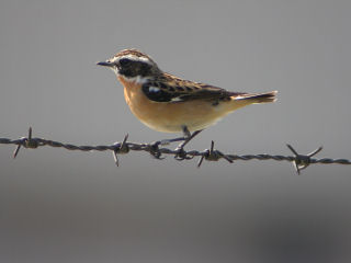 4 mei 2006, Paapje, Eemshaven