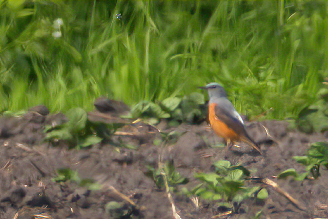 1 mei 2009, Rode rotslijster1, Veenhuizerstukken