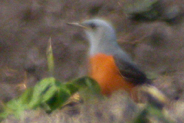 1 mei 2009, Rode rotslijster2, Veenhuizerstukken