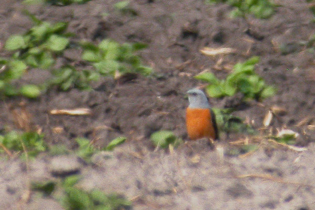 1 mei 2009, Rode rotslijster3, Veenhuizerstukken