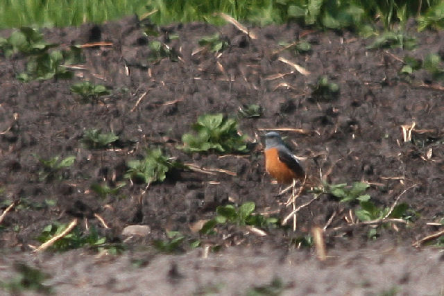1 mei 2009, Rode rotslijster4, Veenhuizerstukken
