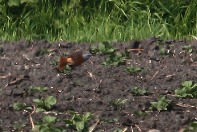 1 mei 2009, Rode rotslijster5, Veenhuizerstukken