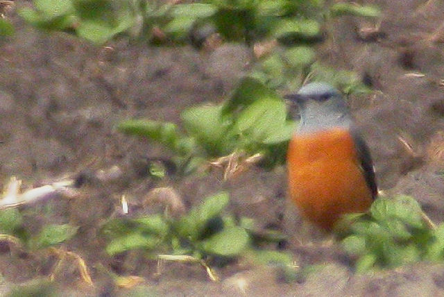1 mei 2009, Rode rotslijster6, Veenhuizerstukken