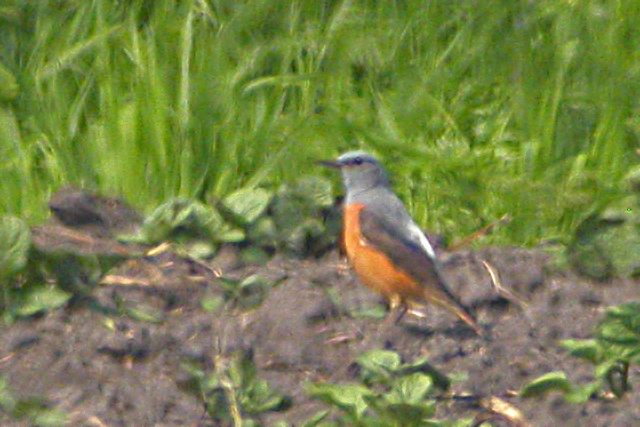 1 mei 2009, Rode rotslijster, Veenhuizerstukken-new