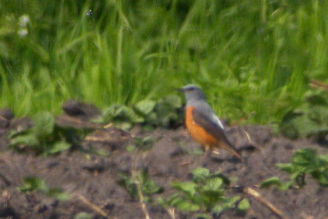 1 mei 2009, Rode rotslijster, Veenhuizerstukken