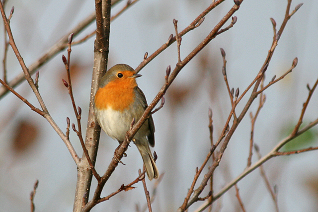 19 november 2008, Roodborst, Fochteloerveen