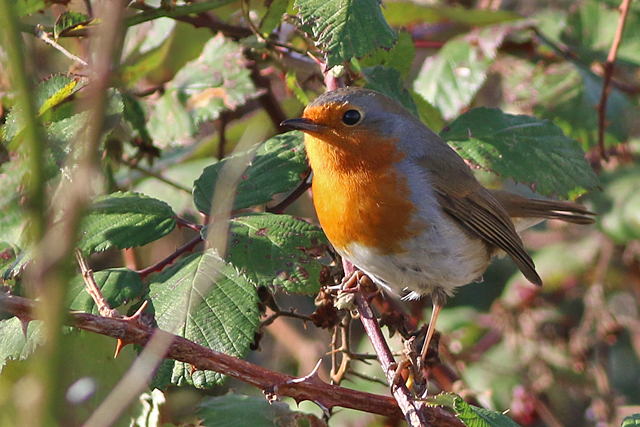 5 november 2022, Roodborst, Lauwersmeer - Kustweg