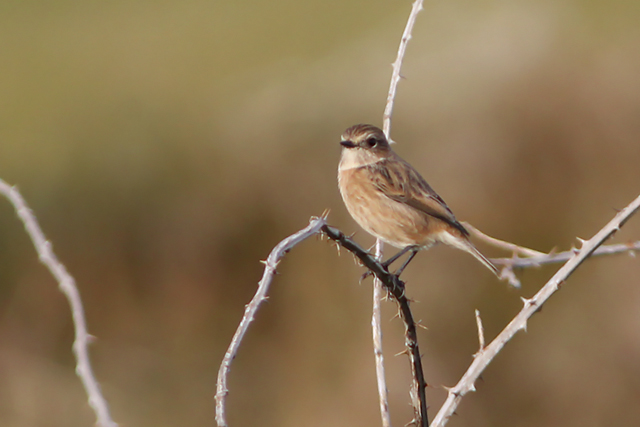 12 oktober 2014, Roodborsttapuit, Texel