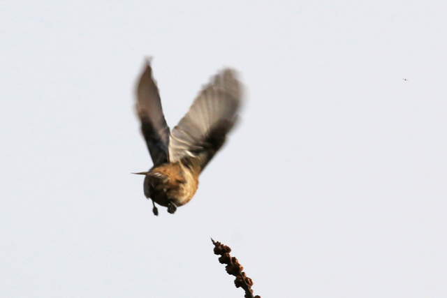 8 april 2018, Roodborsttapuit, Lauwersmeer_oksel niet zwart genoeg