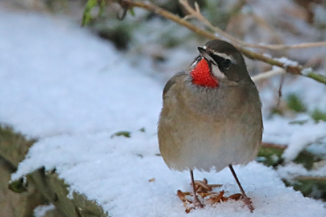 17 januari 2016, Roodkeelnachtegaal, Hoogwoud_03