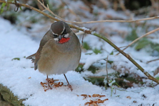 17 januari 2016, Roodkeelnachtegaal, Hoogwoud_05