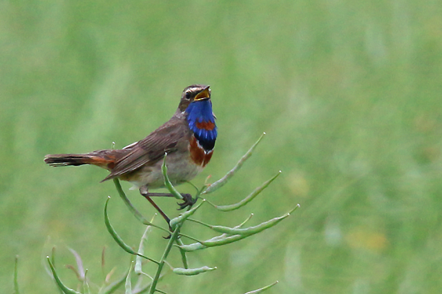 14 juni 2015, Roodsterblauwborst, Blijham_2