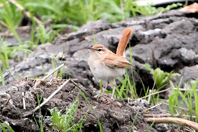 26 september 2013, Rosse Waaierstaart, Petten