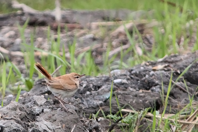26 september 2013, Rosse Waaierstaart, Petten_1