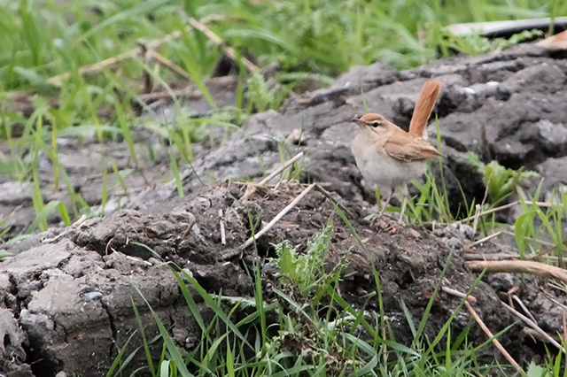 26 september 2013, Rosse Waaierstaart, Petten_2