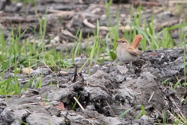 26 september 2013, Rosse Waaierstaart, Petten_3