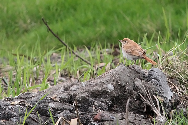 26 september 2013, Rosse Waaierstaart, Petten_4